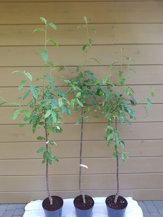 Sorbus ×thuringiaca 'Fastigiata' jarząb turyngski 'Fastigiata'
