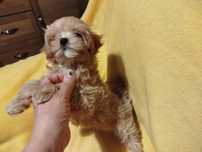 Śliczna sunia maltipoo