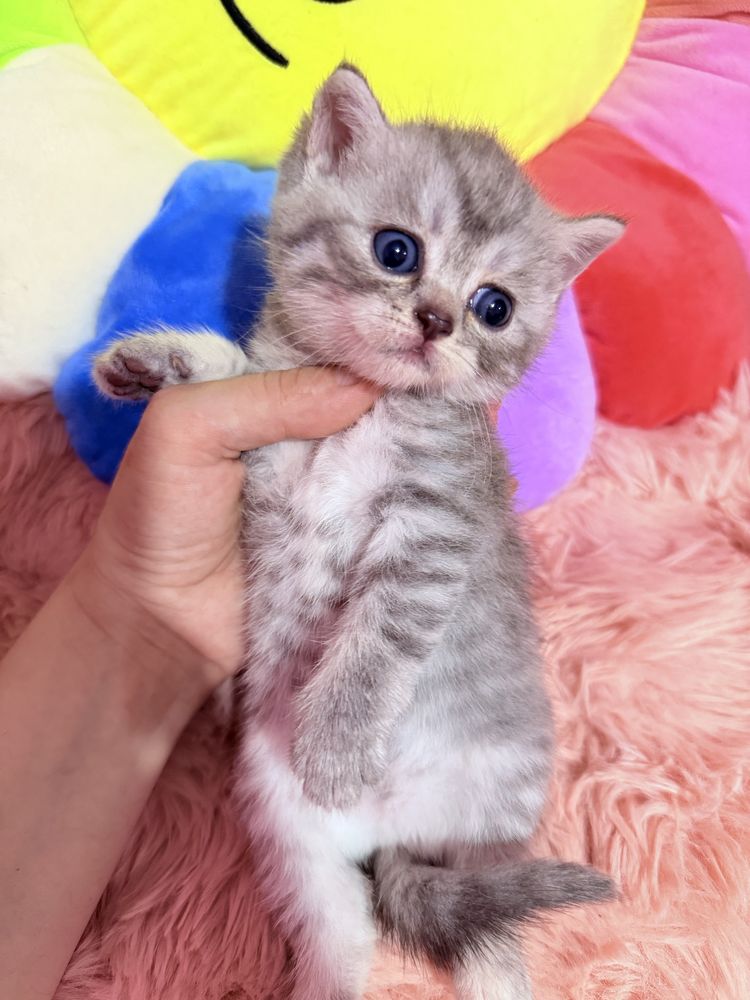 Шотландские котята