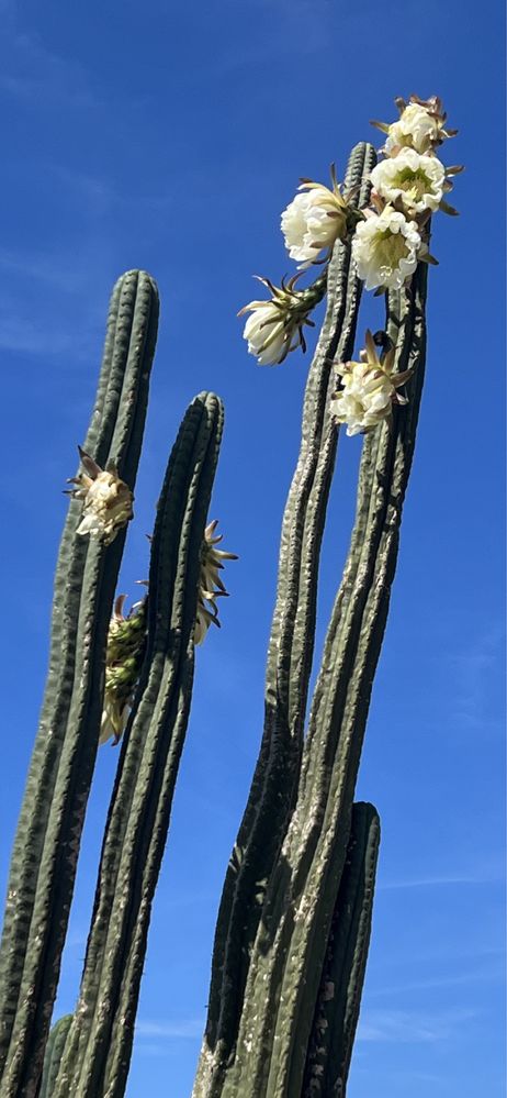 Vários catos tricocereus