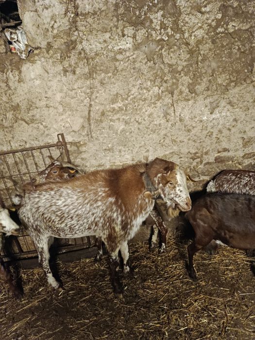 Cabras floridas e crias .