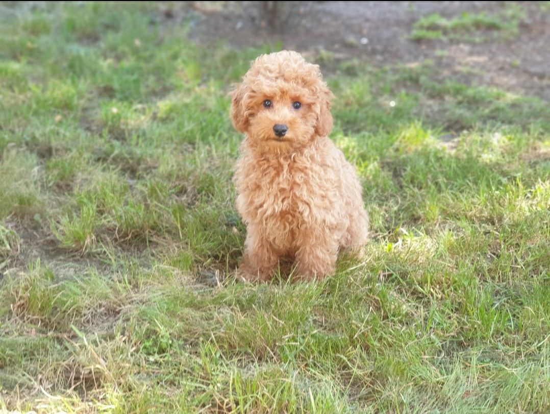 Cavapoo ! CUDOWNY szczeniak ! Cavalier + pudel hybryda