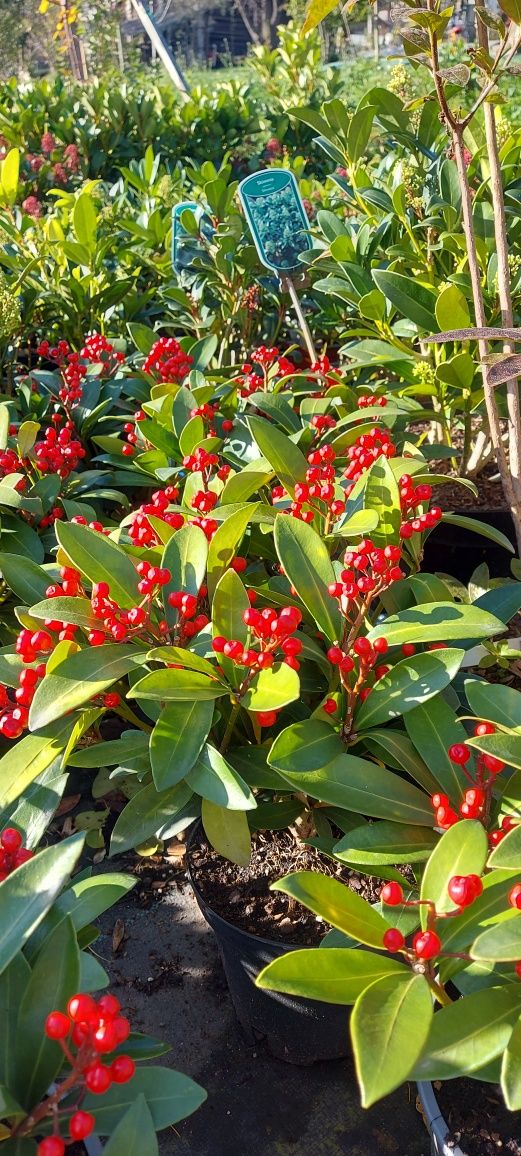 Skimmia Japonica,  żeńskie odmiany I męskie