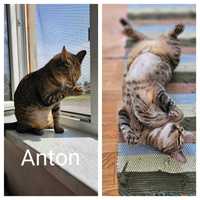 Anton szuka domu jako jedynak lub z innym kotem