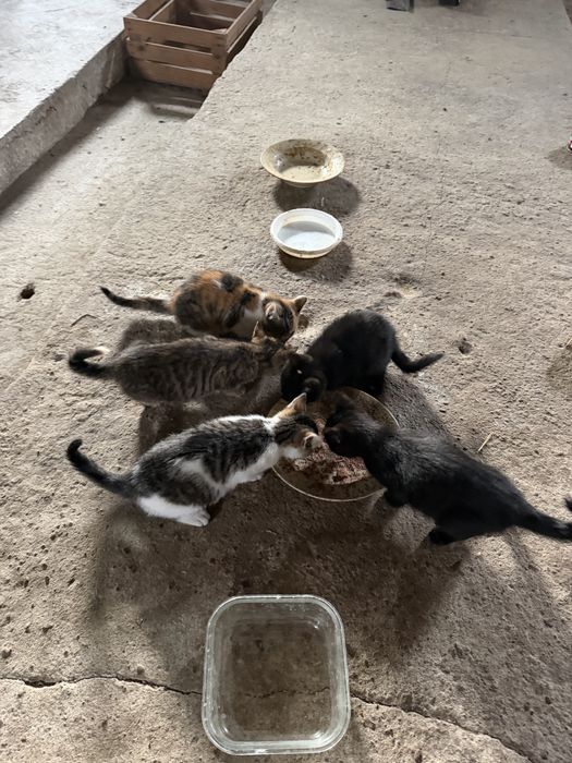 Oddam 3 młode kotki