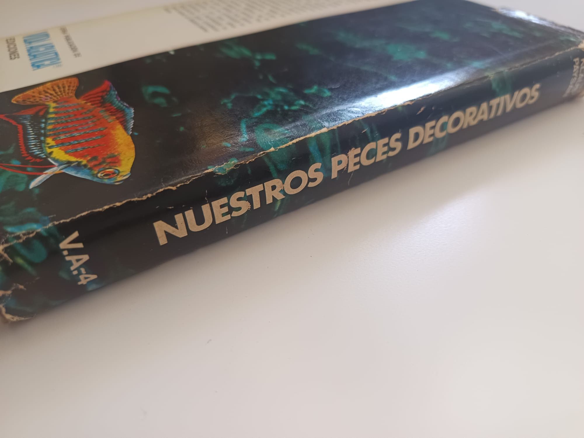 Nuestros peces decorativos
