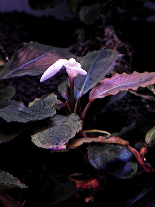 Продам Буцефаландру