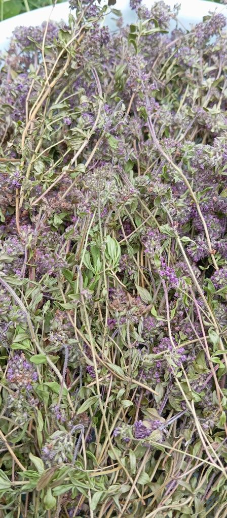 Чебрець ( Thymus serpyllum )