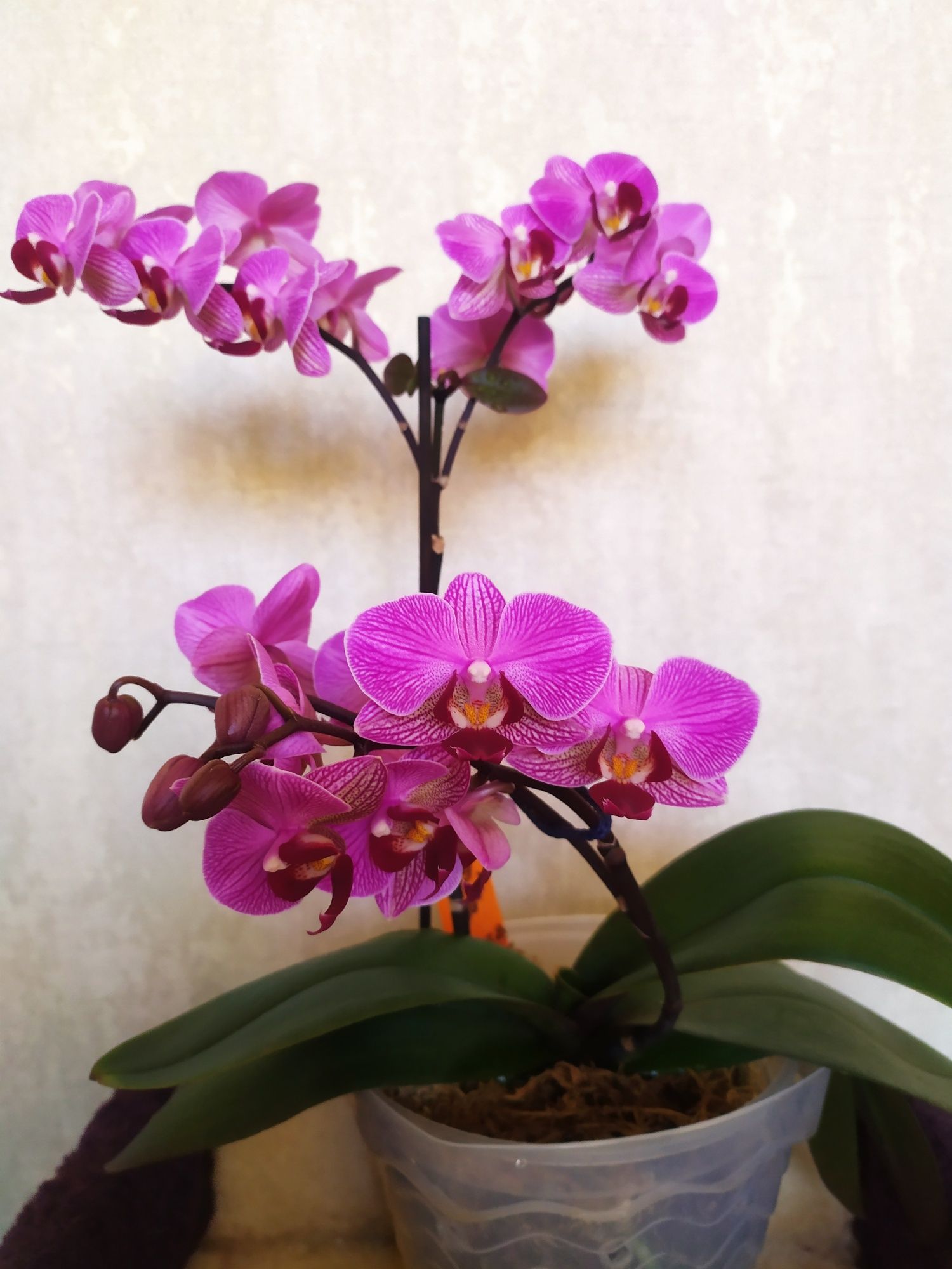 Орхидея  Персиваль мультифлора на 2цветоноса.