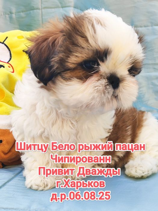 Шитцу.   Паренек