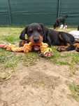 Cudowny samiec dobermana FCI po Championie, bardzo dobry rodowód ZKwP