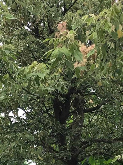 Szkółka drzew i krzewów, lampy ogrodowe