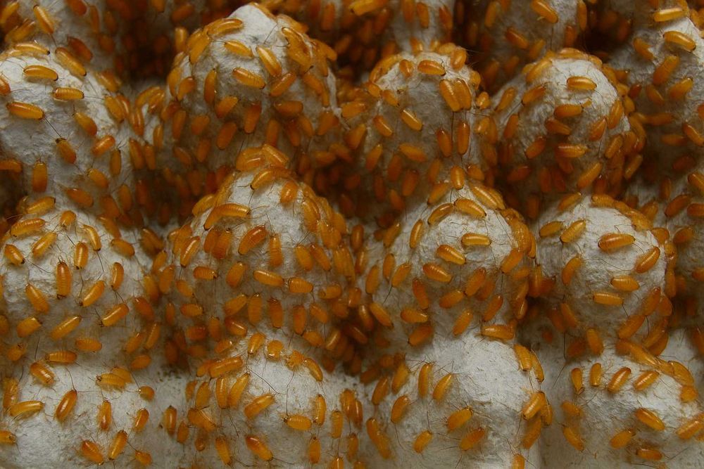 Karaczan turecki Karaczan turecki ~3mm gekon ptasznik modliszka