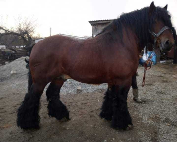Klacz, źrebica,klaczka zimnokrwista,