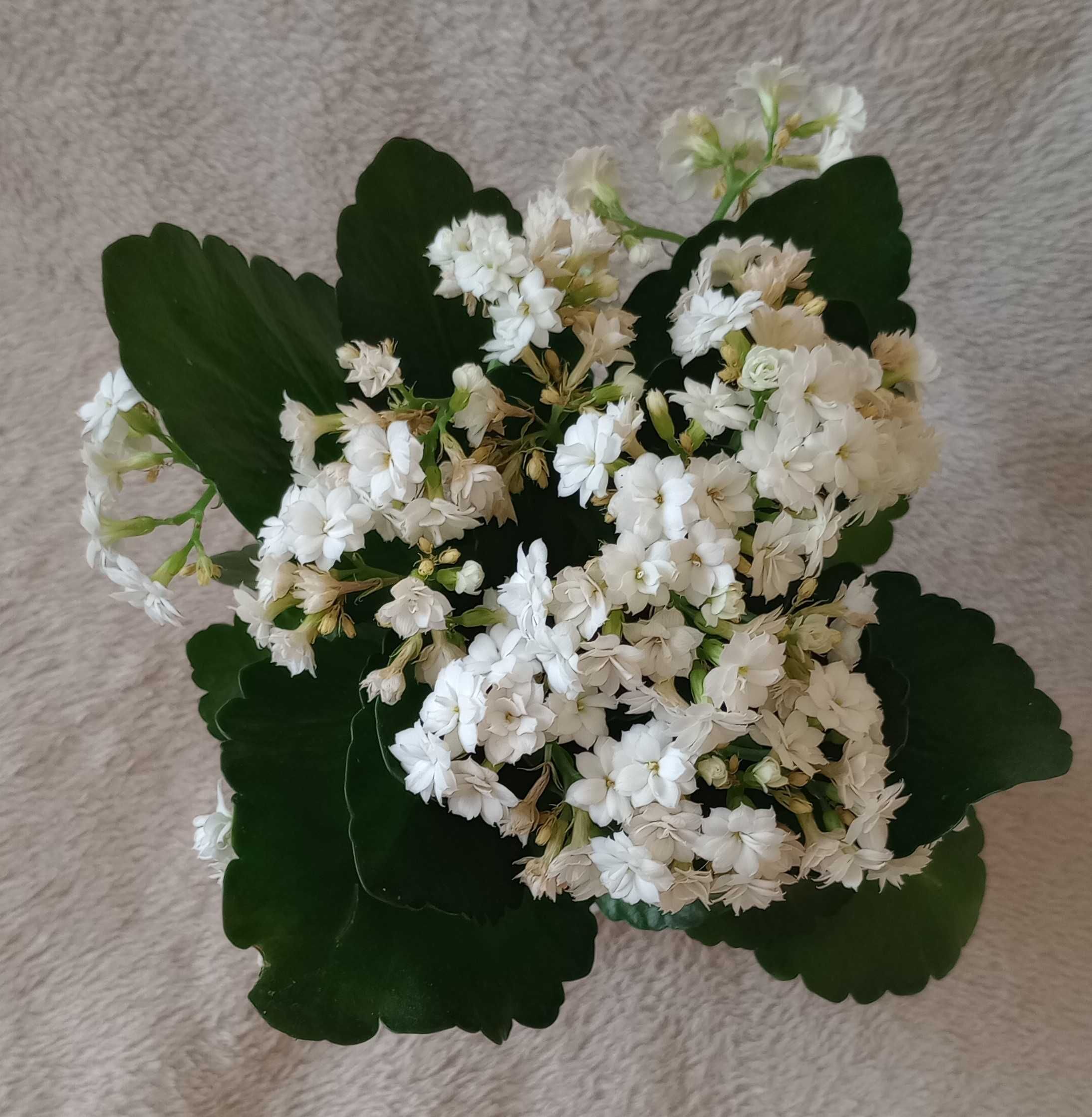 Biała Kalanchoe kwiat doniczkowy kwiatek roślina na parapet Żyworódka