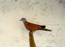 Casal de streptopelia tranquebarica