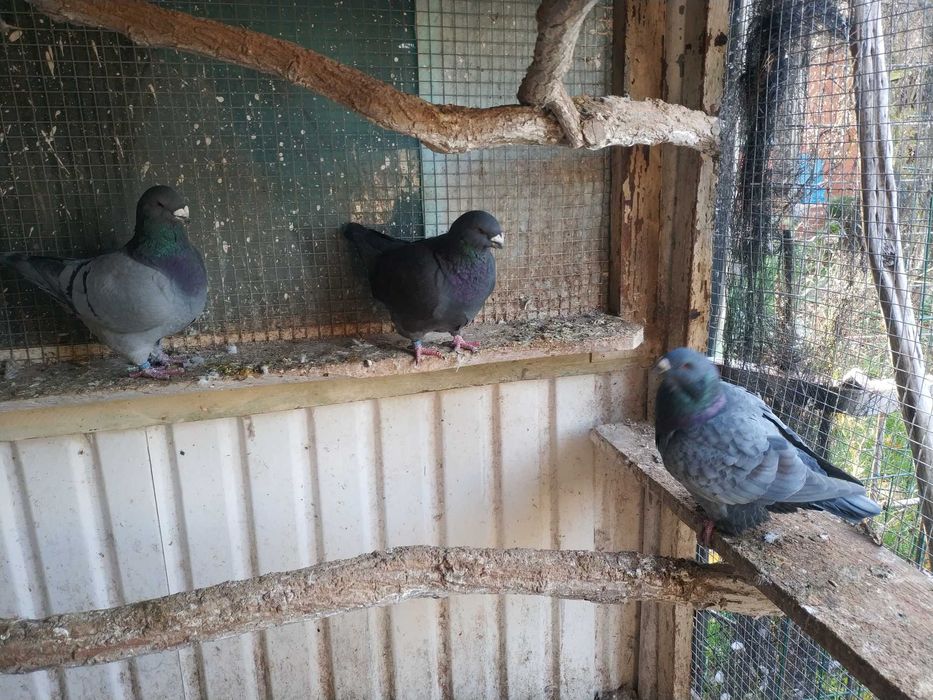 Gołębie Texanery i Giant Homry.