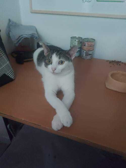 Ness wyjątkowa kotka