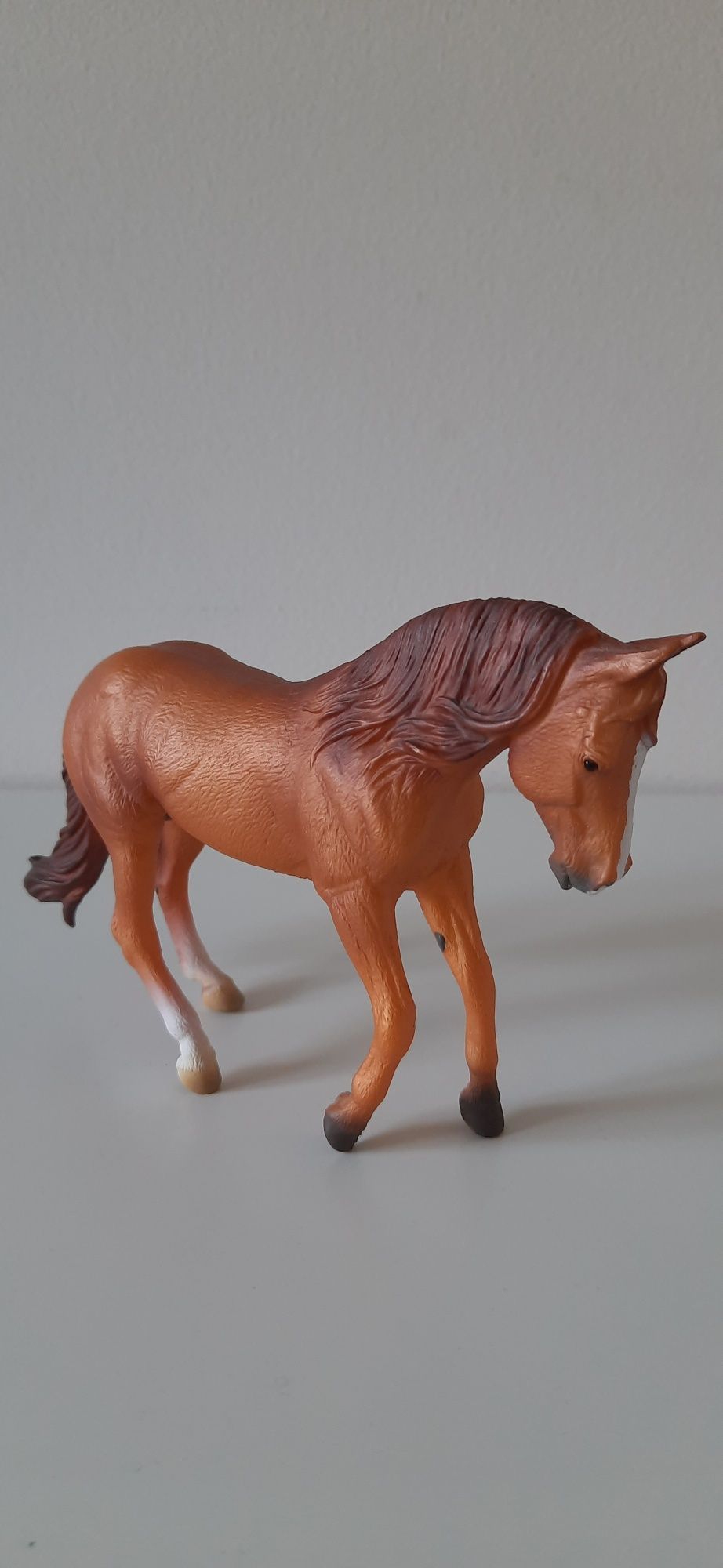 Collecta ogier trakeński, Australian stock horse,american saddlebred