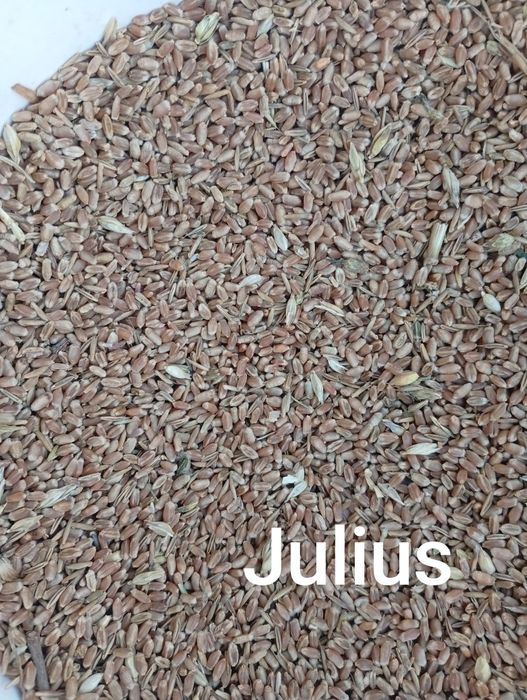 Sprzedam zboże paszowe