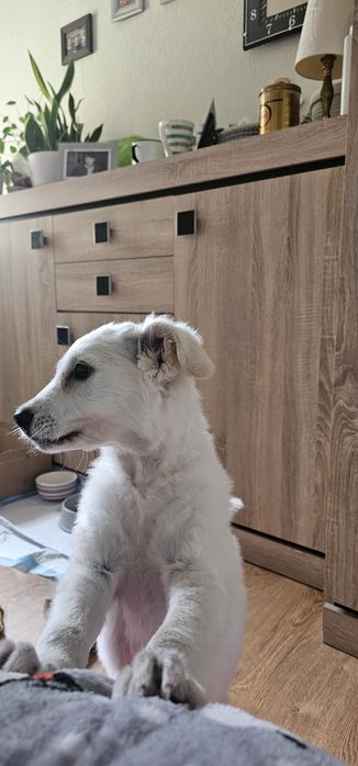 Sunia wiek trzy miesiące ,szuka dobrego domku .