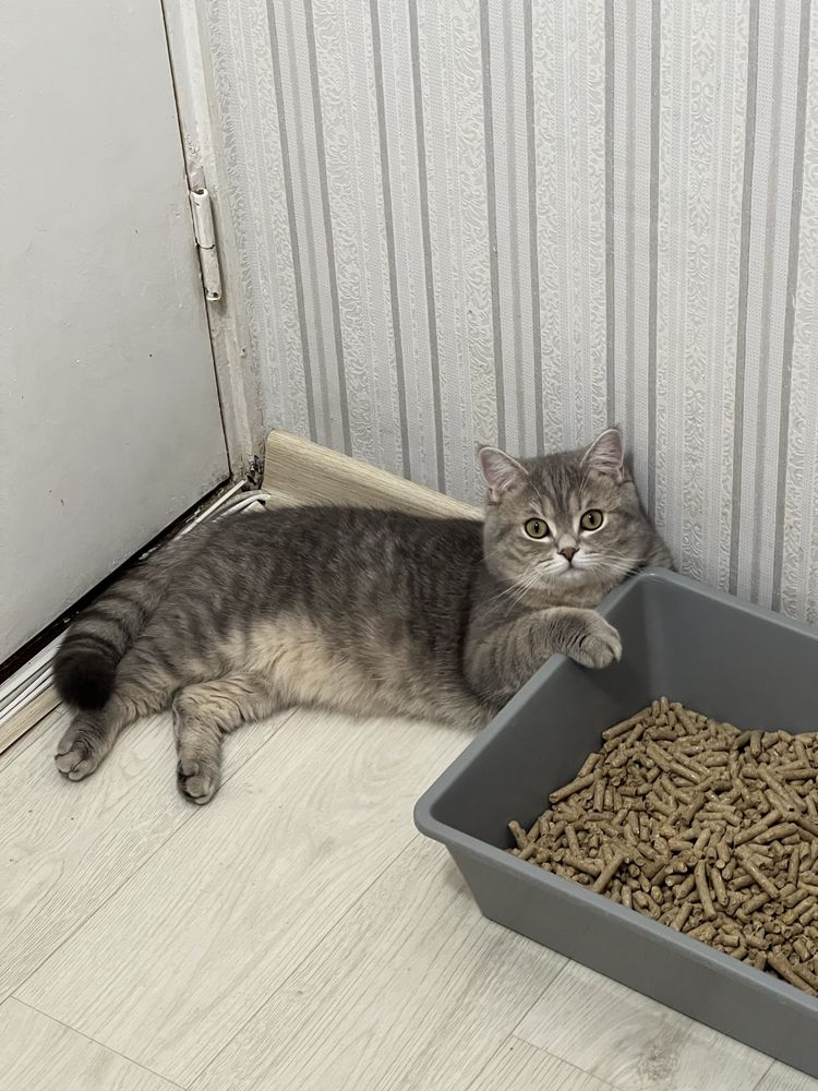 Вязка шотландский кот