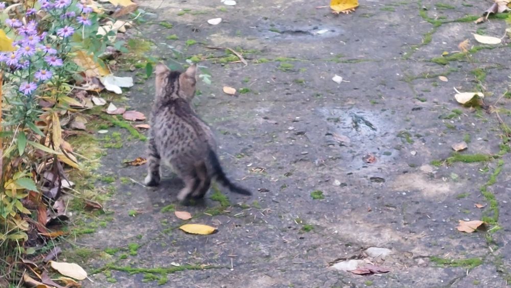 Oddam małe 3 koty i 3 kotki