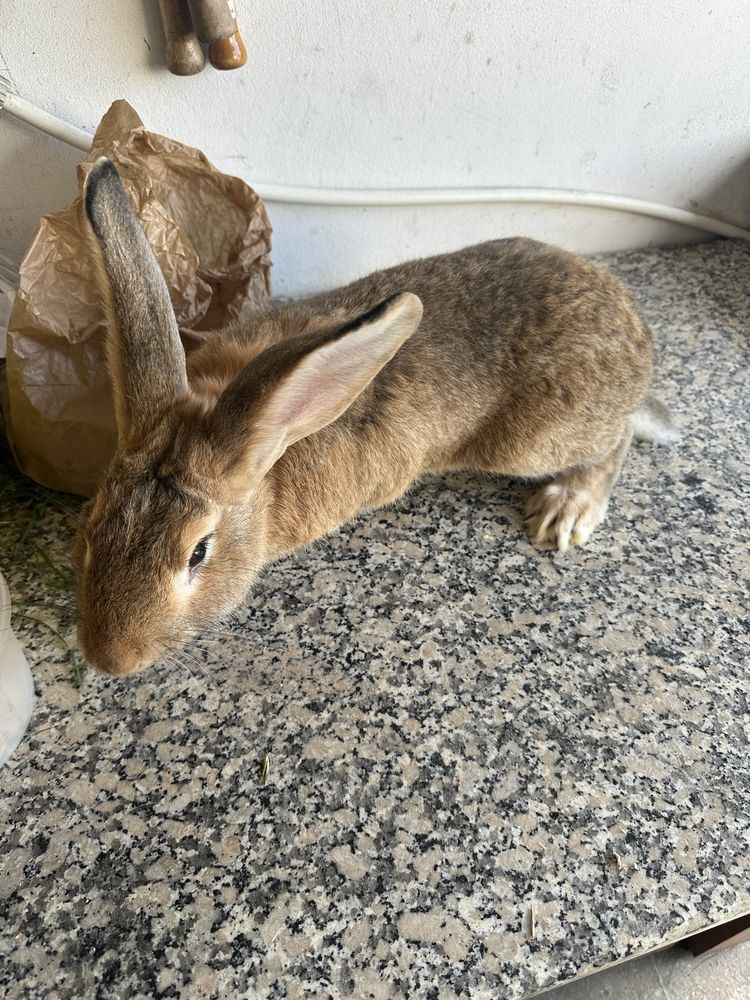 Casal de coelhos para venda