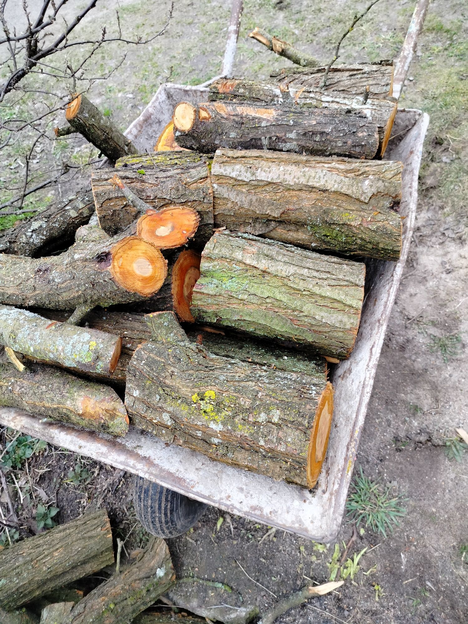 Drzewo do wedzenia śliwka,jabłoń pakowane w worki