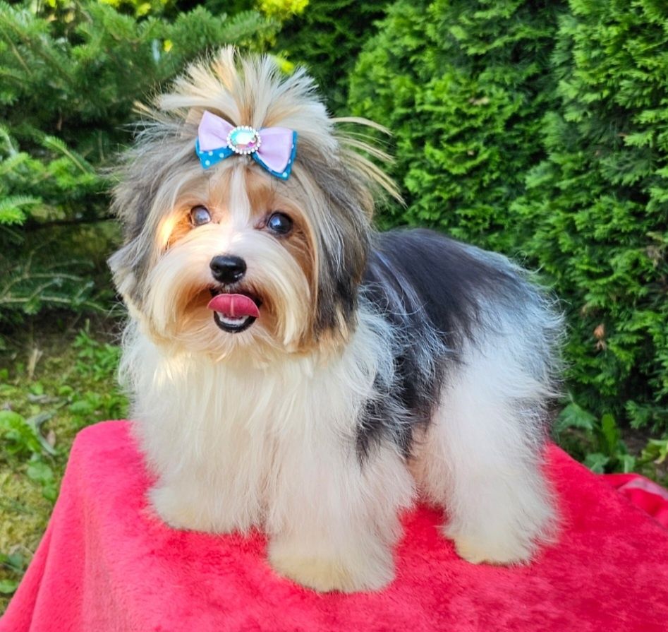 Wyjątkowy śliczny drobnej budo piesek Biewer Terrier