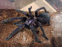 Phormictopus sp. dominican purple L1