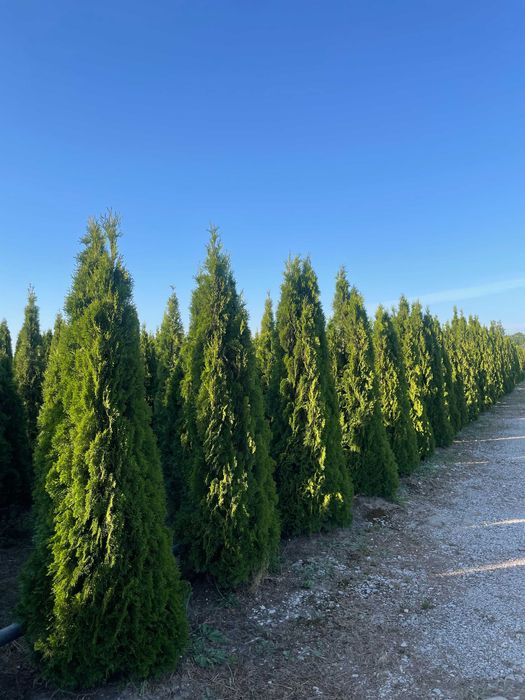 Tuja szmaragd 250cm PRODUCENT‼️