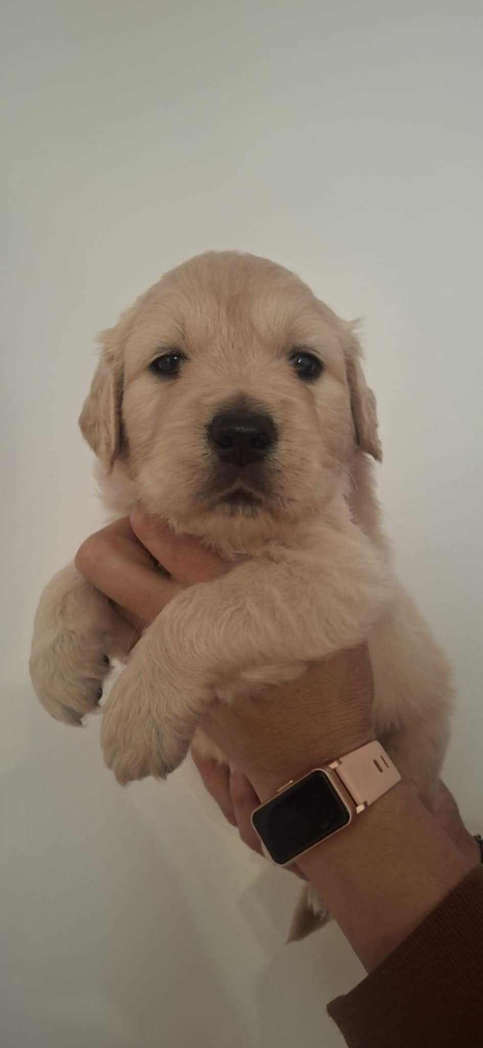 Golden Retriever złoty piesek !!!  Związek Kynologiczny w Polsce.