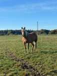 Klacz (Quarter Horse x Haflinger)