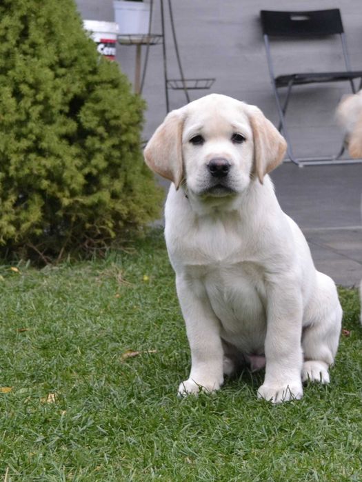 Лабрадор ретривер.Цуценята