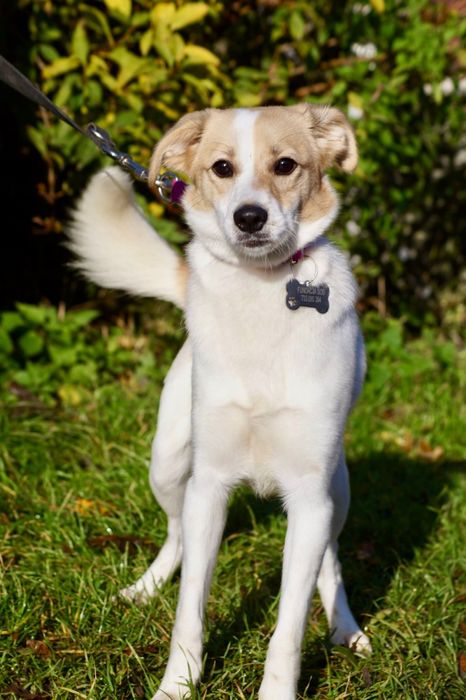 Mała roczna Kiwi czeka na dom