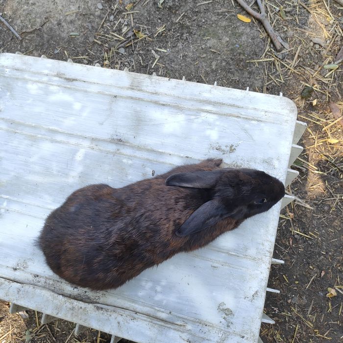 Sprzedam króliki matka z młodymi