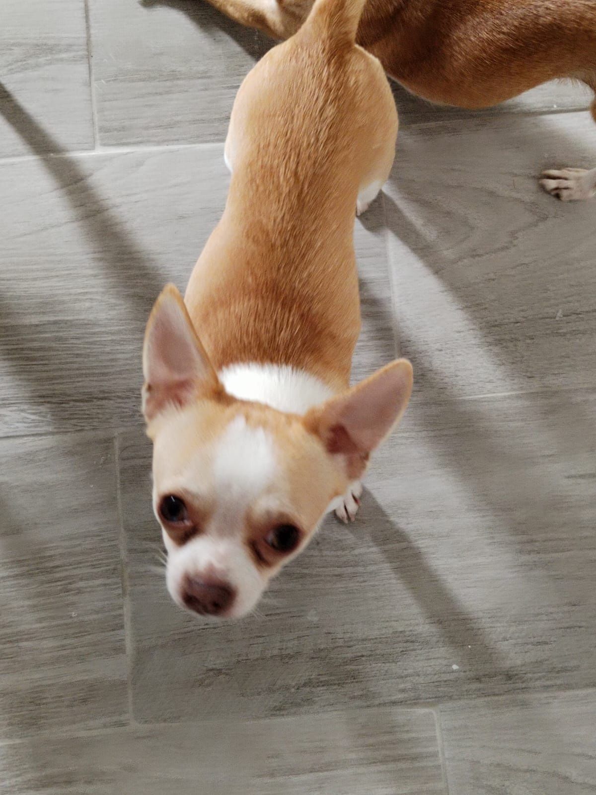 Bebe chihuahua castanho chocolate
