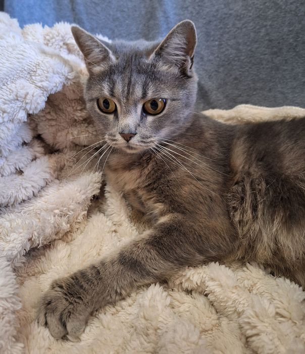 Стерилізована  молода киця шукає родину