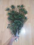 Продам перья павлина