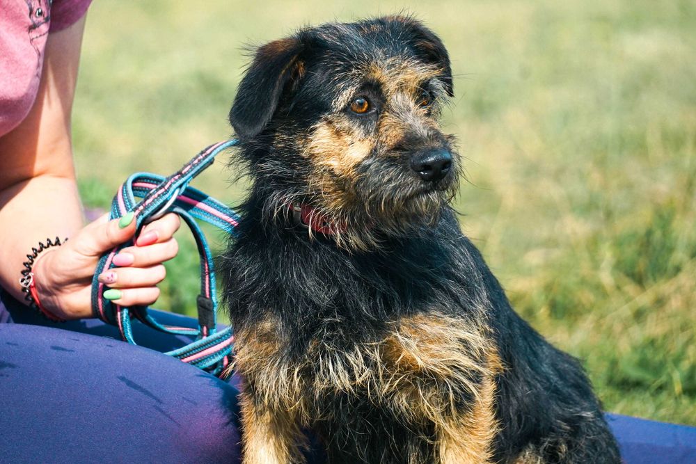 LASTKA - śliczna, niewielka, szorstkowłosa sunia
