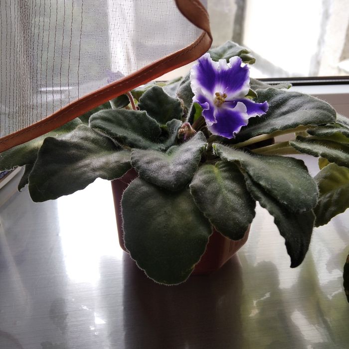 Фіалки квітучі, фіалка вазон