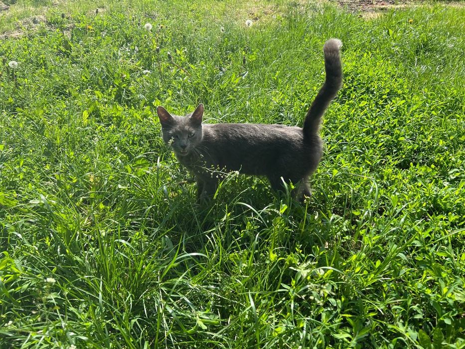 Віддам кошенят у добрі руки