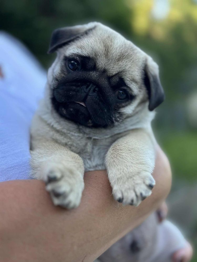 Mops szczeniak ZKwP gotowy do odbioru