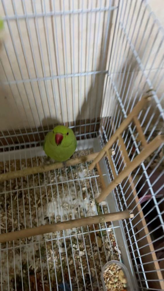 Vendo Ring Neck.