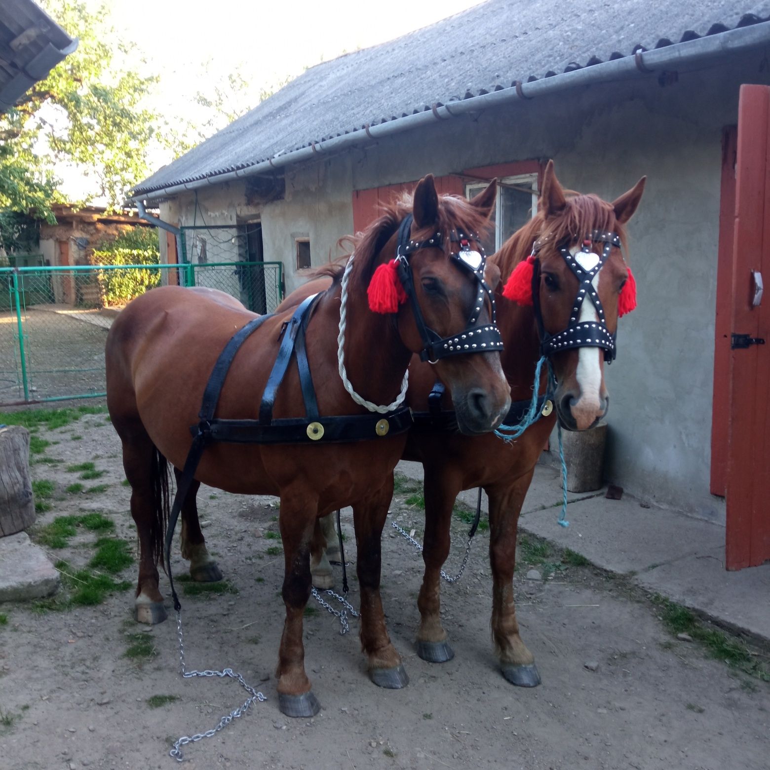 Продам коні  деталі за телефоном ціна за одного