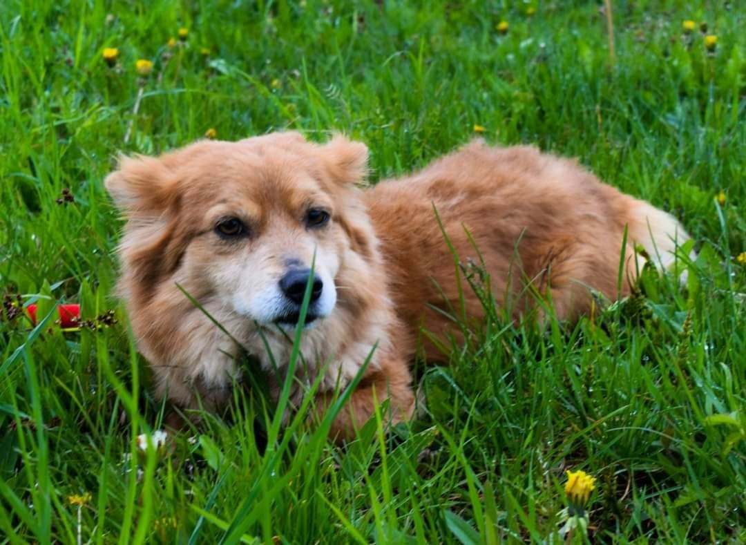 Mikro pies samiec kochany szuka domku