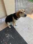 Beagle – suczka, 10 miesięcy, zdrowa i zaszczepiona