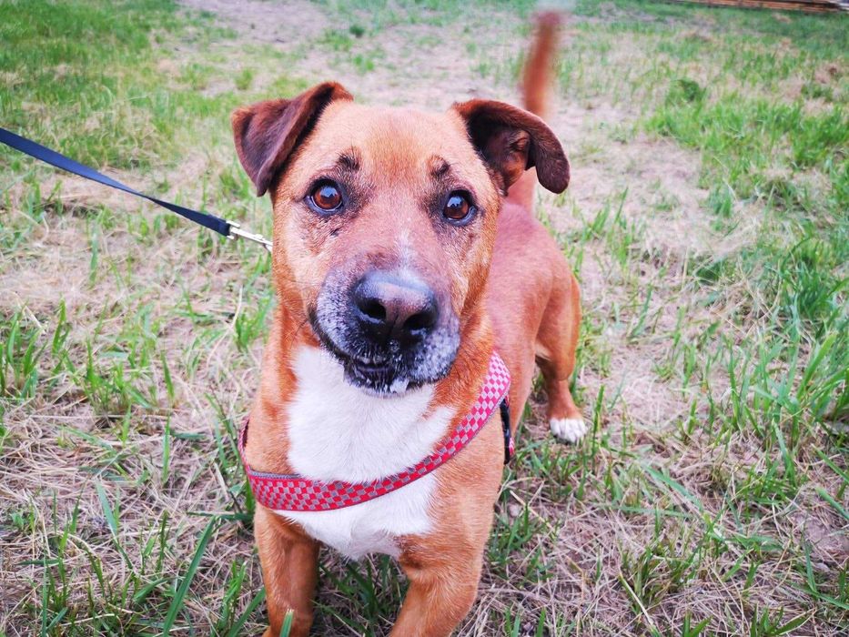 LAKI szuka domu. Pokochaj na zawsze