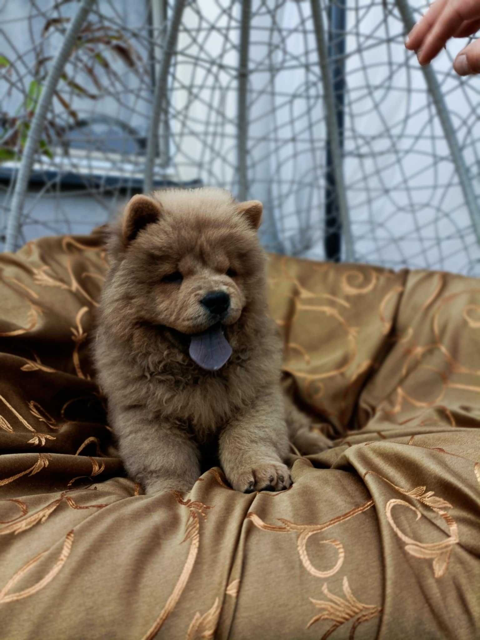 Wzorcowy Chow Chow piękny exterrier rodzice FCI